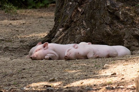 From goldenstories.tumblr.com