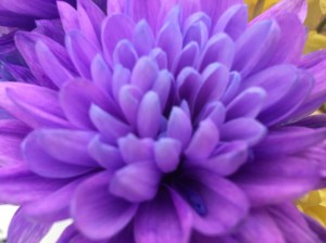Purple Chrysanthemum (Aldi)