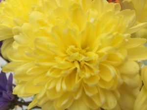 Yellow Chrysanthemum (Aldi)