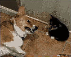 Dogs playing GIF
