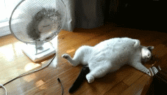 Britain in Summer cat fan gif
