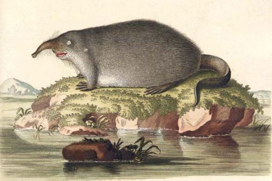18th century drawing of a shrew from unseeliefaerie.tumblr.com