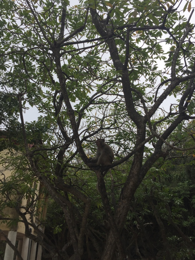 Monkey in a tree Ha Long Bay Vietnam