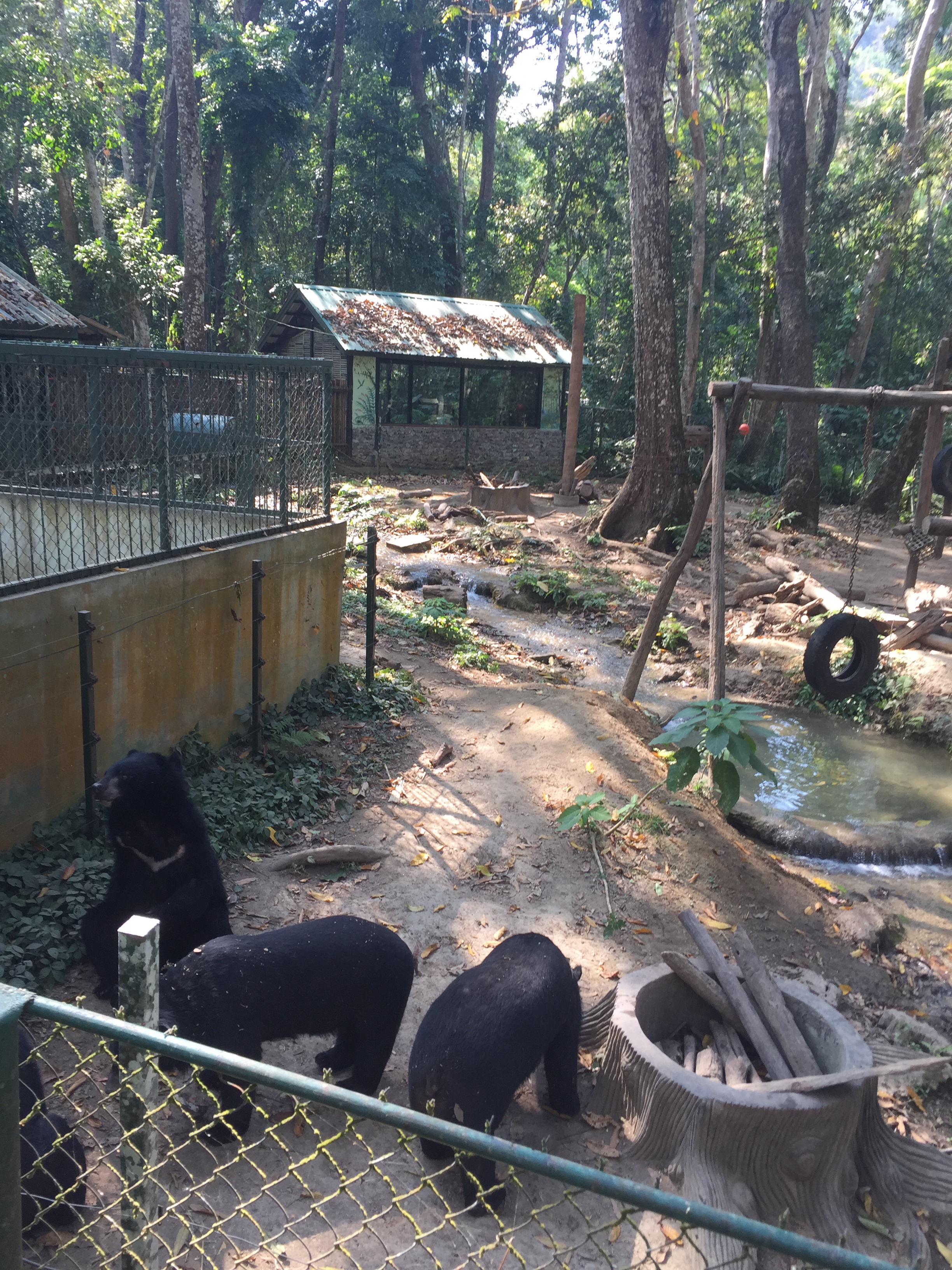 Bear Sanctuary Luang Prabang Laos