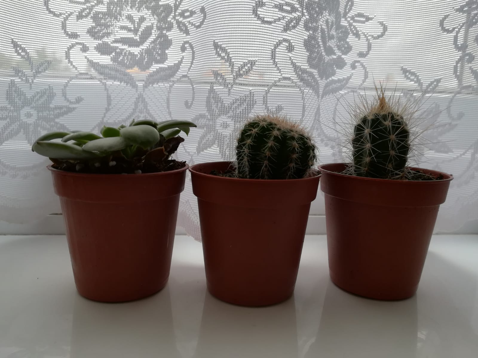 succulent and cacti on windowsill