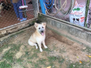 White scruffy puppy at Soi Dog Foundation Phuket