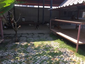 Dog Enclosure at Soi Dog Foundation Phuket