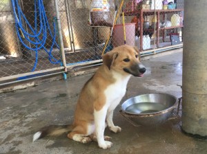 Bown puppy at Soi Dog Foundation Phuket