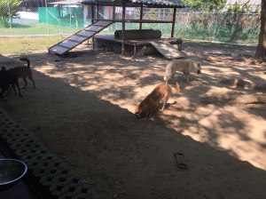 Dogs Playing at Soi Dog Foundation Phuket