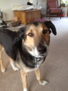 dog stating at camera