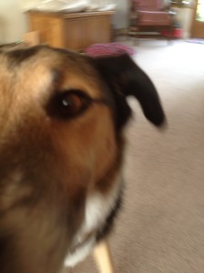 dog staring into camera