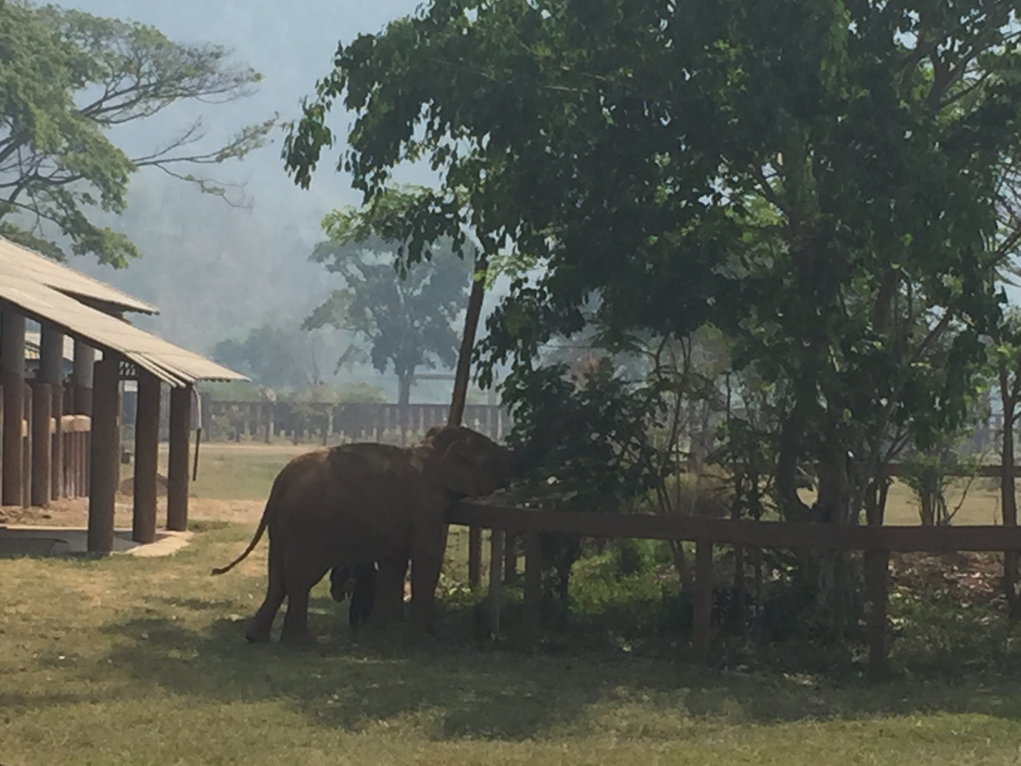 elephant next to trees at Elephant Nature Park Thailand
