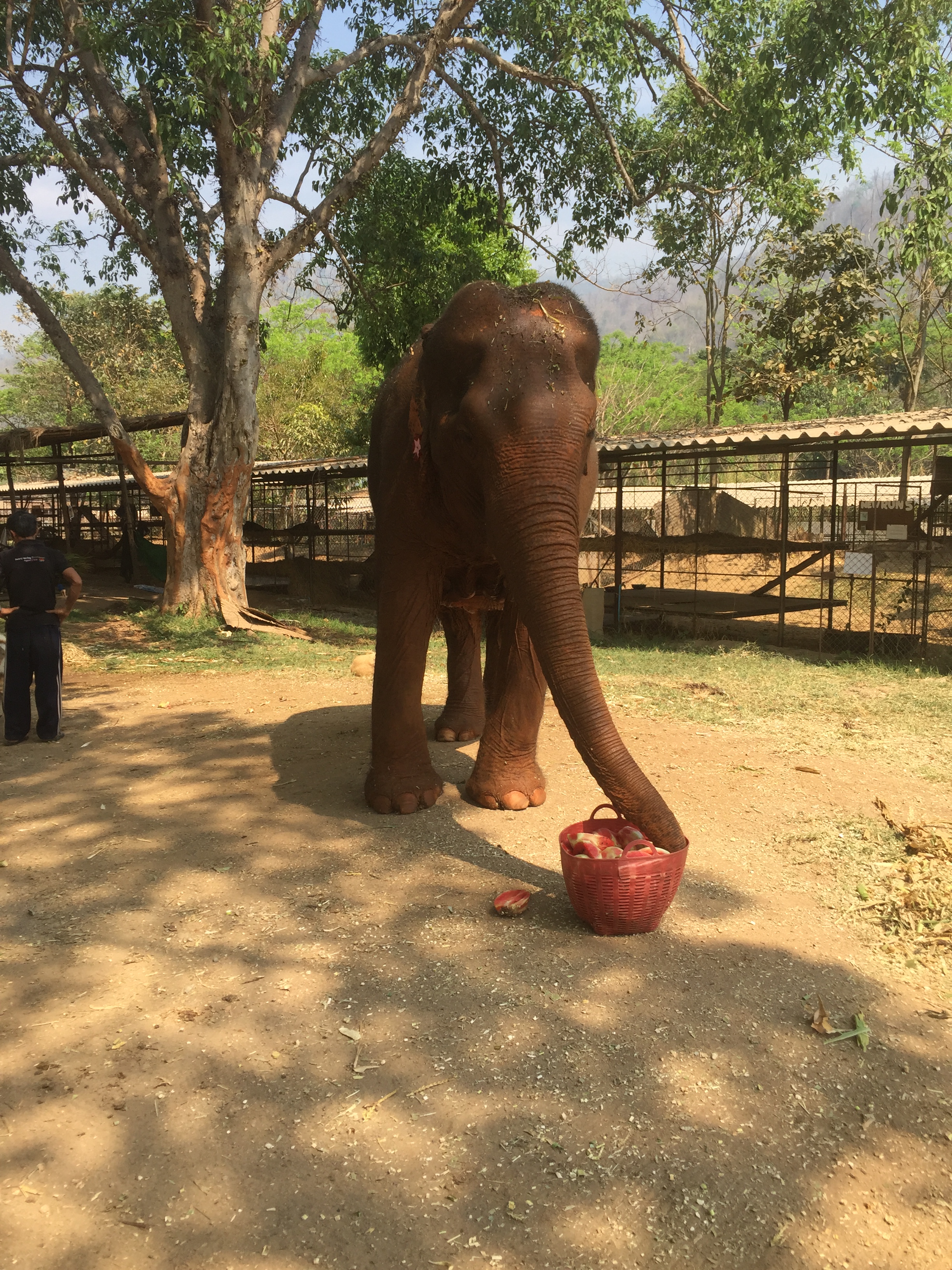 an elephant in Elephant Nature Park, Chiang Mai, eating watermelon
