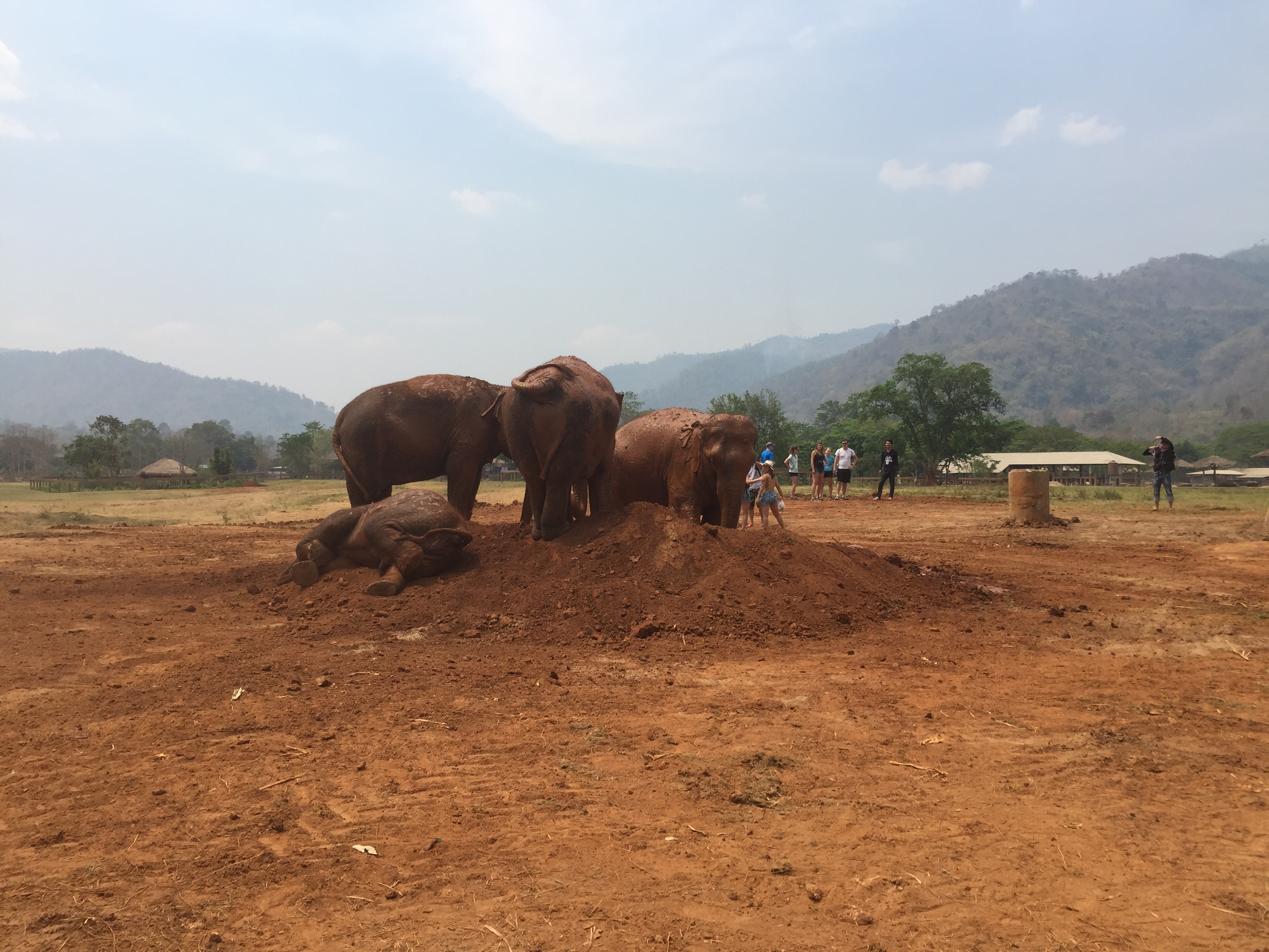 elephants playing in dirt mountain, Chiang Mai