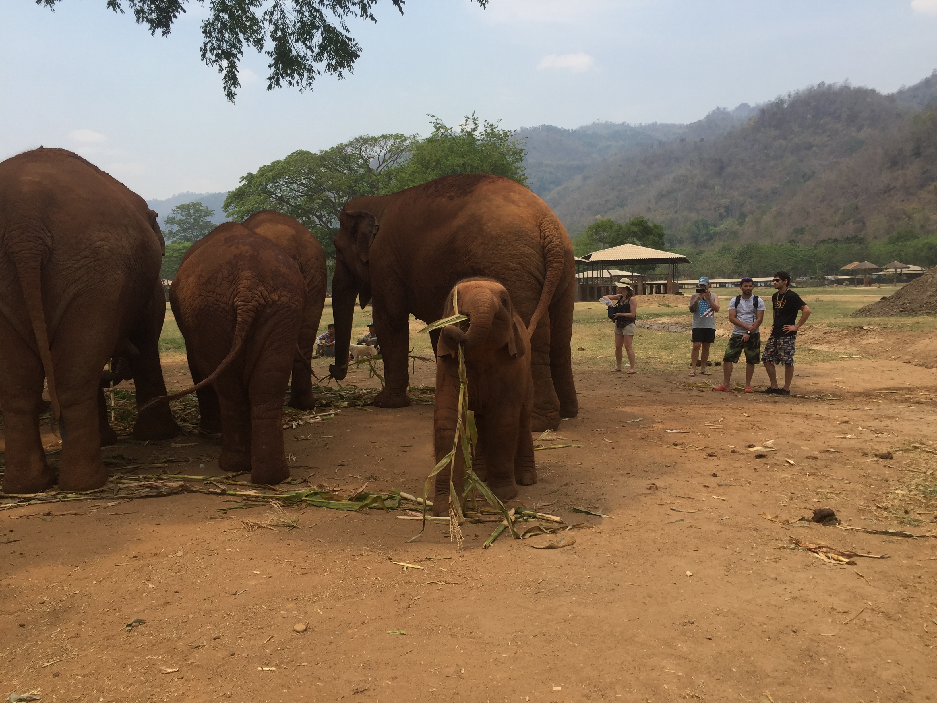 baby elephant with leaves in trunk
