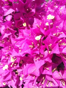 closeup photograph of bougainvillea