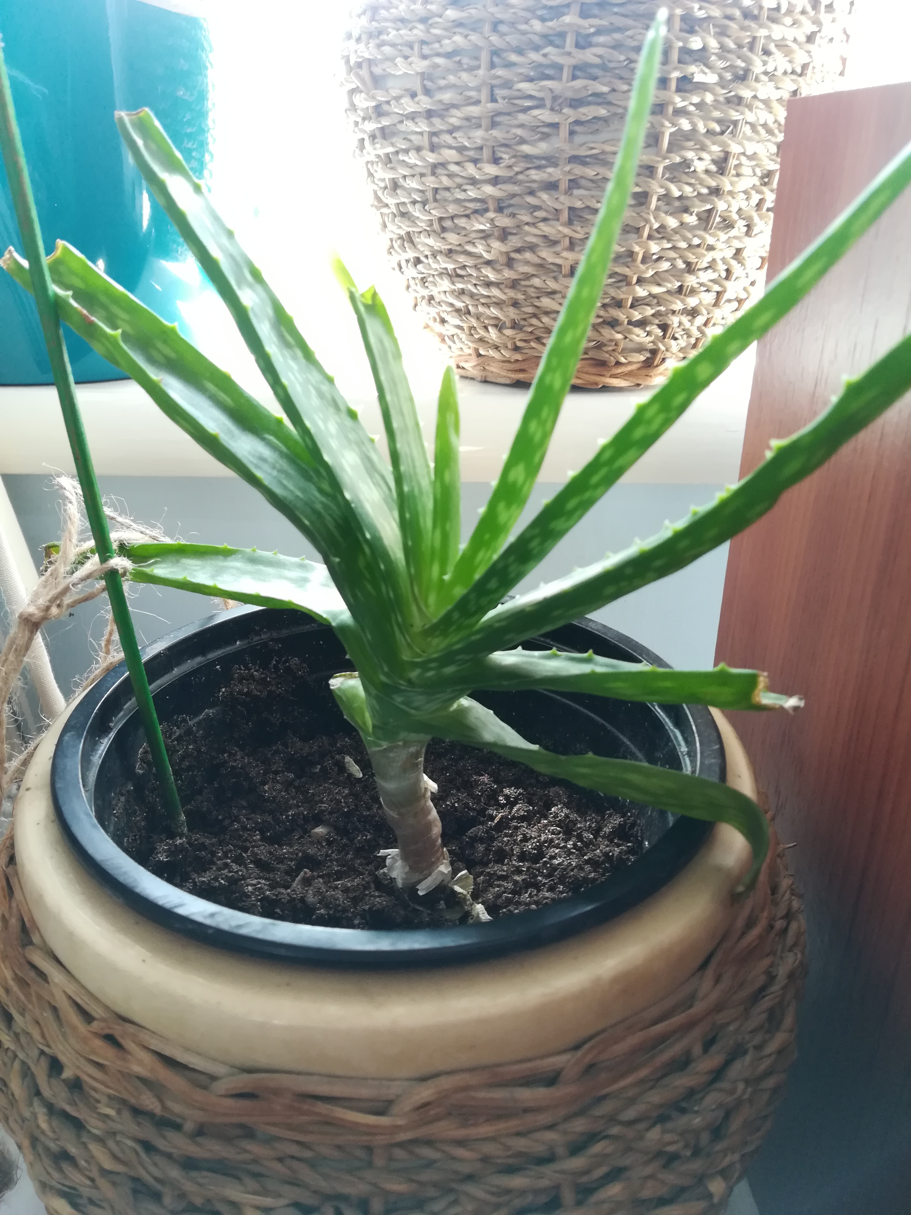 fully grown aloe vera plant