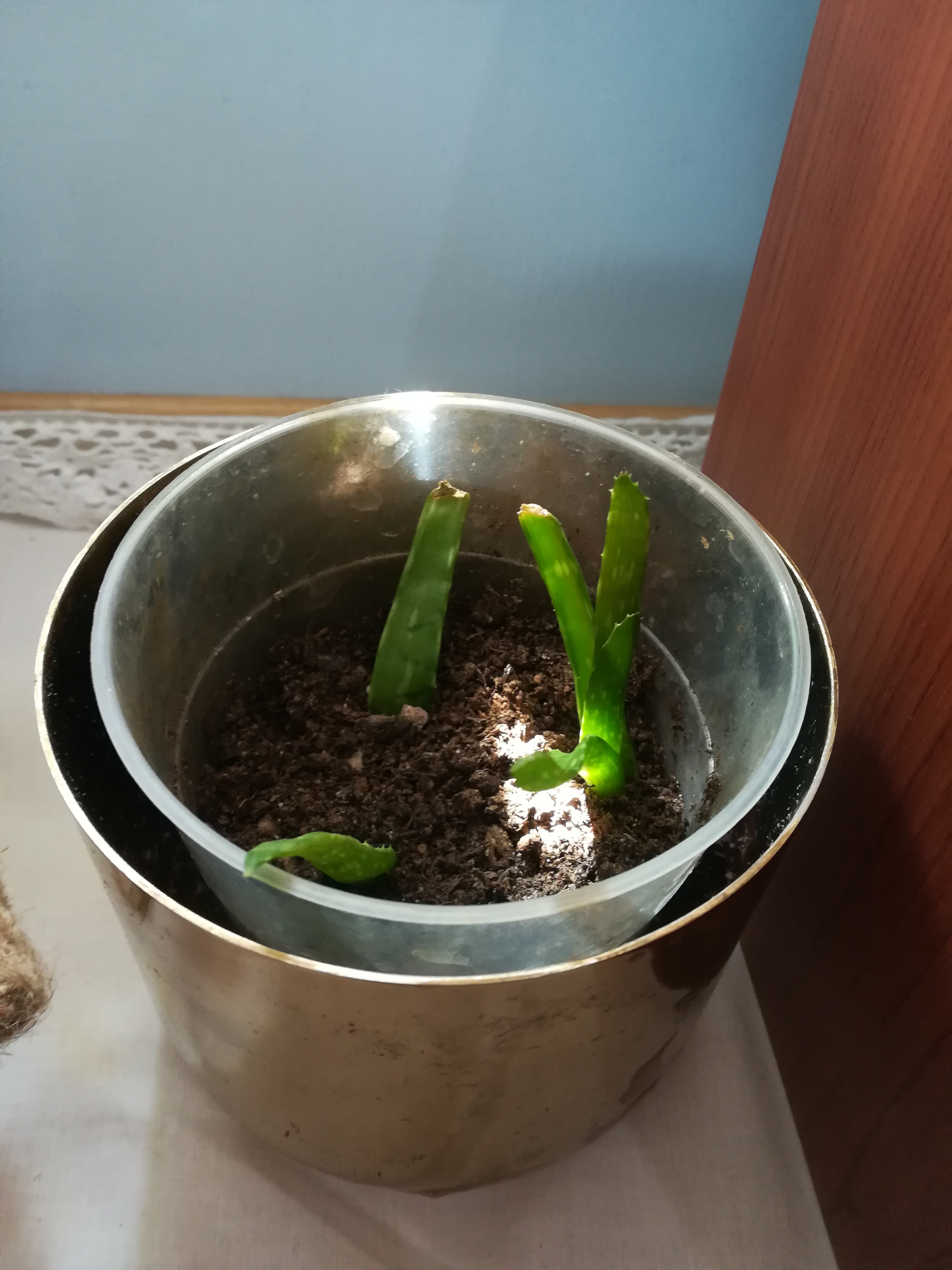 tiny aloe vera spouts