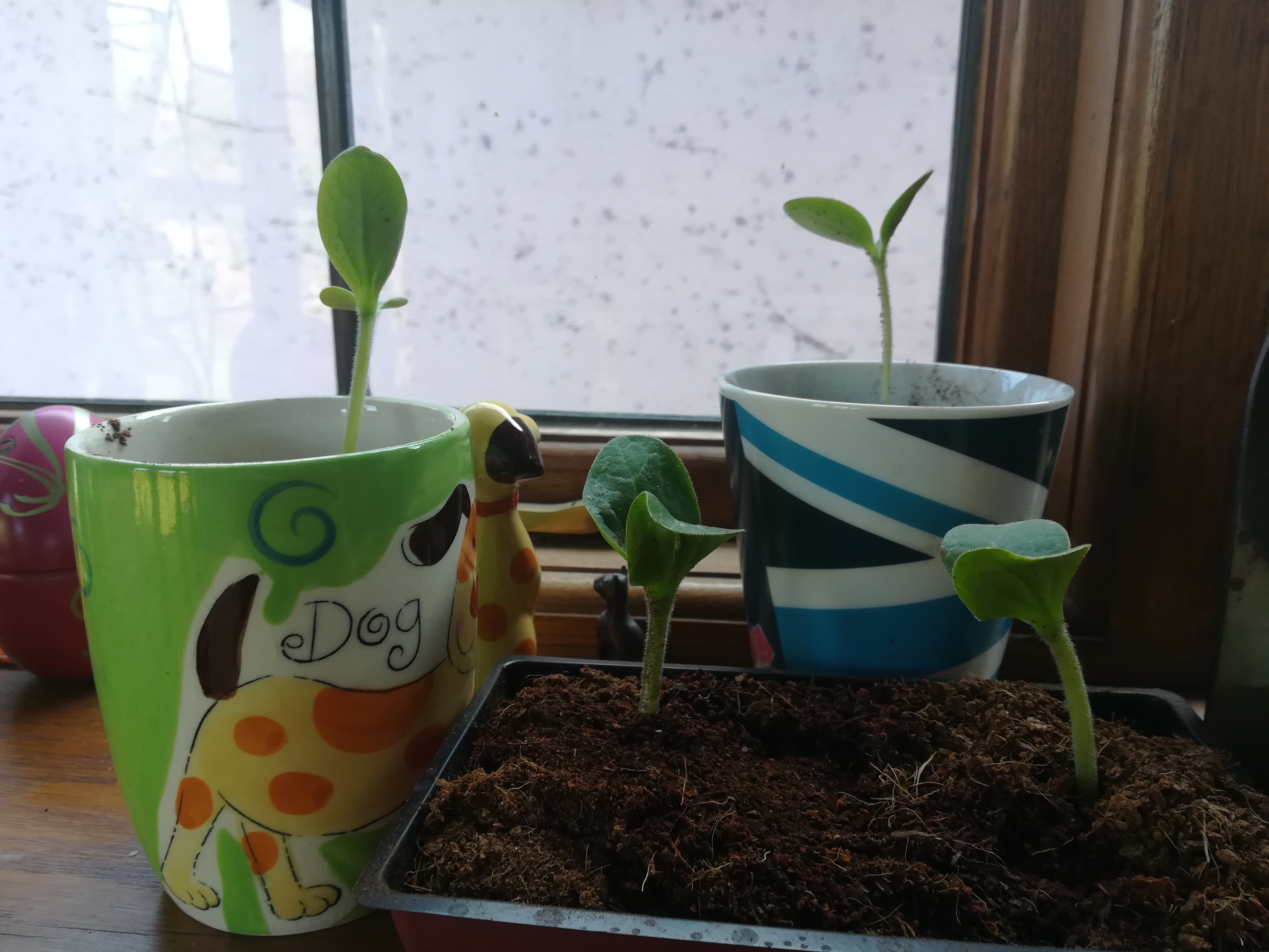 Separated Courgette sprouts in mugs and pots