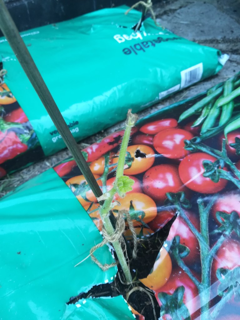 courgettes in a growbag
