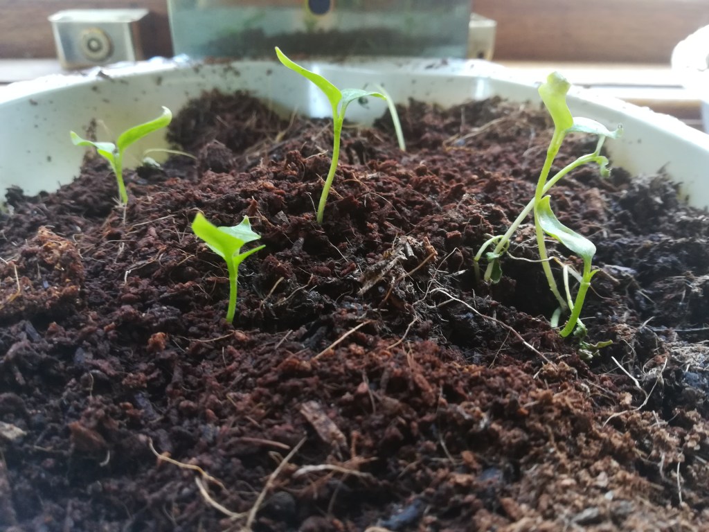Pepper sprouts