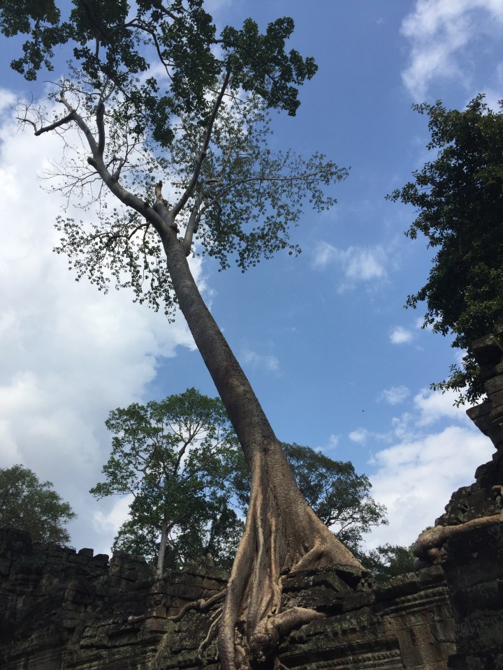 tree at Angkor Wat, Cambodia