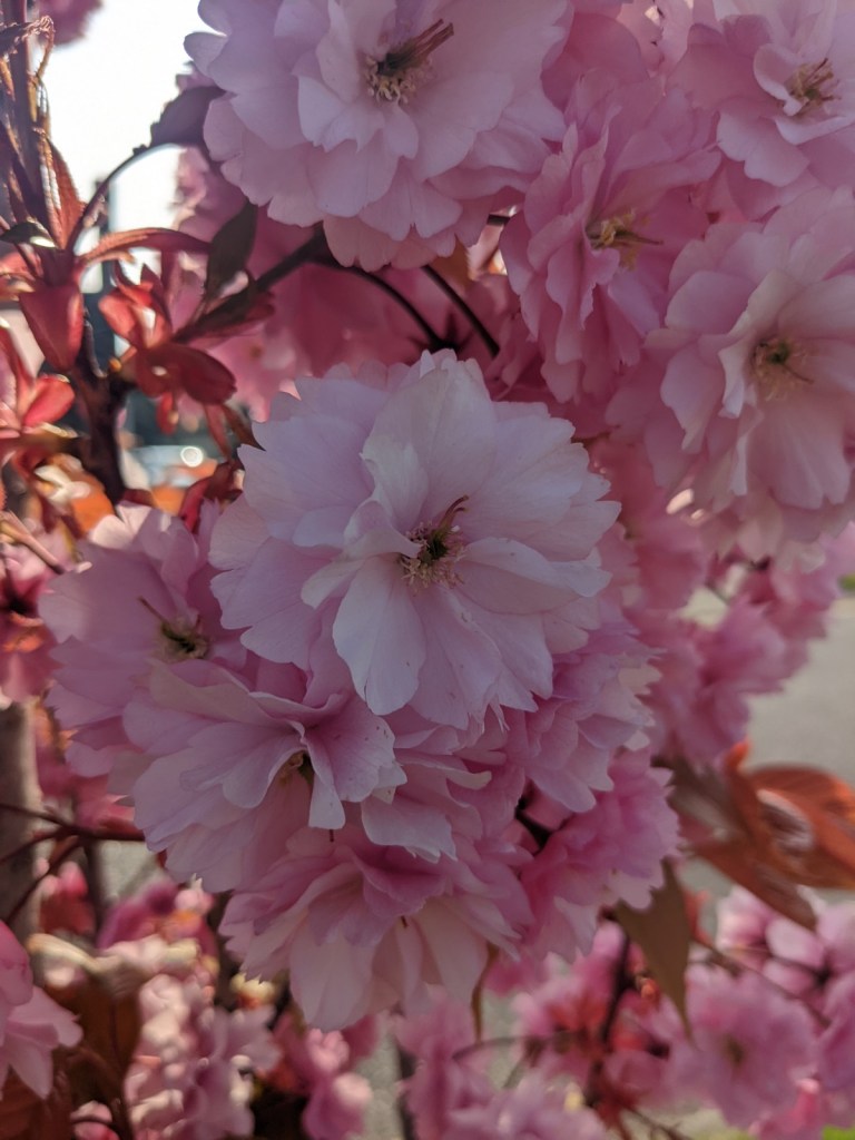 kanzan cherry tree blossom